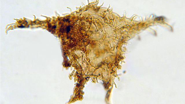 Het fossiel van een tropische alg (Apectodinium augustum) die Appy Sluijs tijdens zijn onderzoek vond in bodemafzettingen van de Noordelijke IJszee. Het fossiel is 56 miljoen jaar oud - de grens tussen het paleoceen en het eoceen. (Foto: Appy Sluijs)