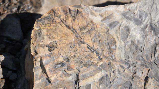 Een fossiel van een blad uit het warme eoceen in het Noordpoolgebied (Spitsbergen). (Foto: poolonderzoeker Marc Cornelissen)